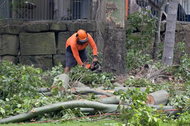 Tree Removal for Businesses in Rosamond, CA